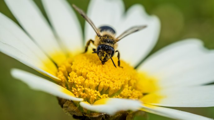 Bee on a flower macro HD wallpaper