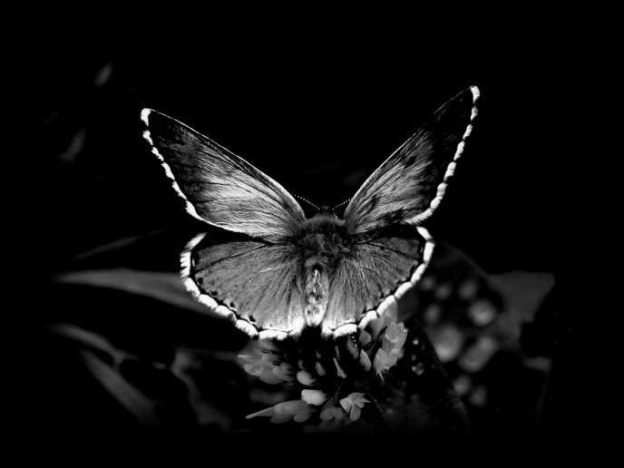 Black and white butterfly - HD wonderful wallpaper