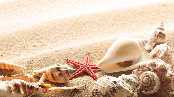Starfish and shells on sand at the beach