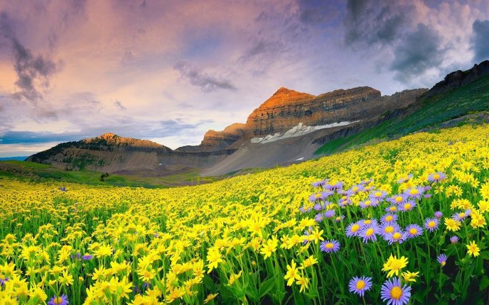Beautiful yellow and purple flowers on the hill