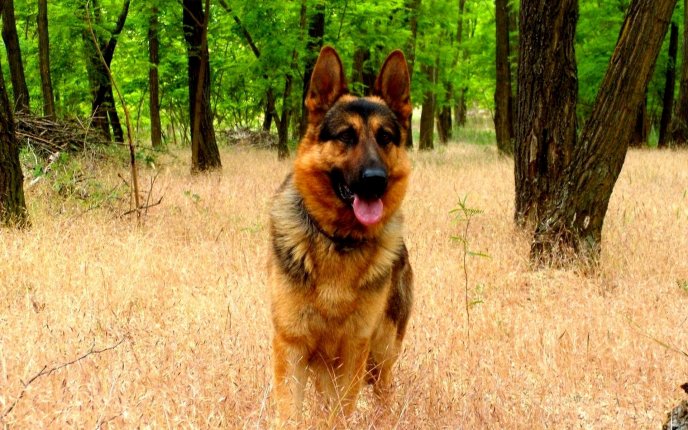 German shepherd dog in the forest
