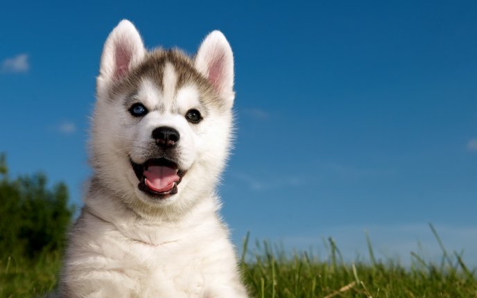 White and happy Siberian Husky in the grass
