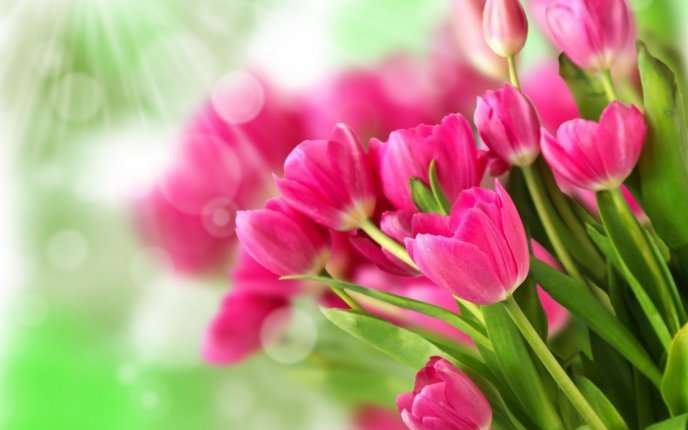 Pink bouquet tulips - Beautiful flowers