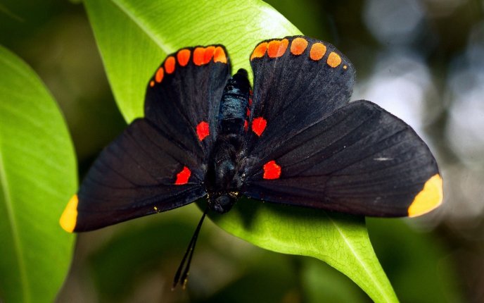 Black butterfly on the green leaf
