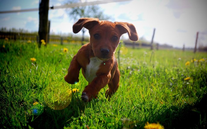 A cute brown puppy running in the grass
