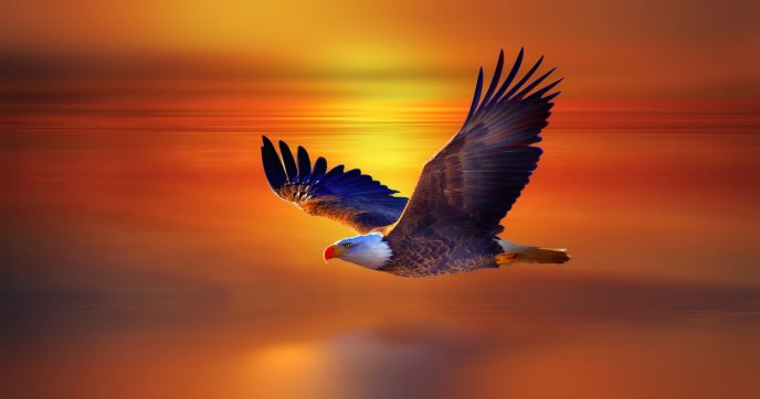 Colorful bald eagle flying in the sunset