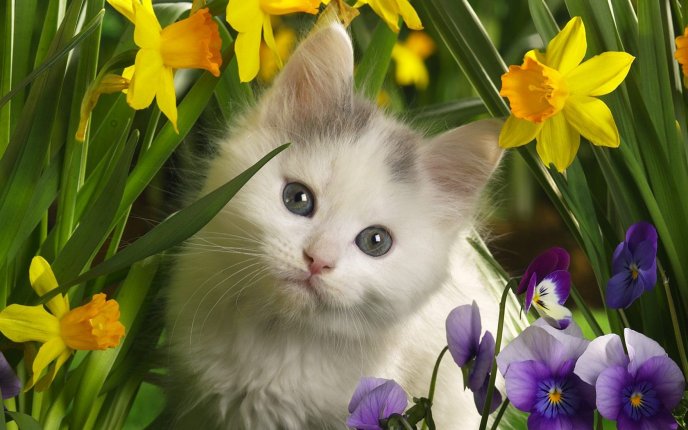 Cute white cat between the daffodils and pansies
