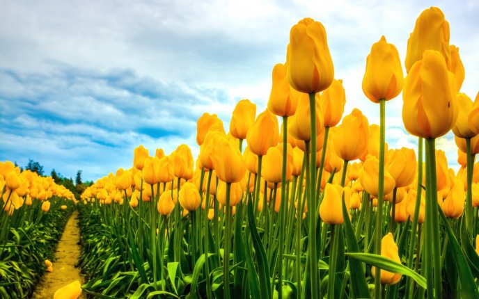 A field with the yellow tulips - Beautiful flowers
