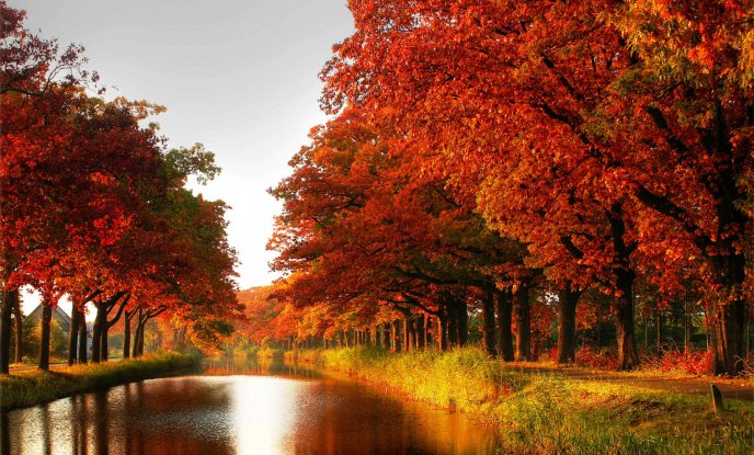 Trees with red leaves on the shore of a river