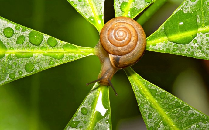 A snail on the green leaf with water drops