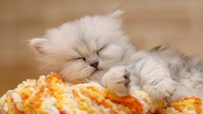 A sweet fluffy kitten on the blankets