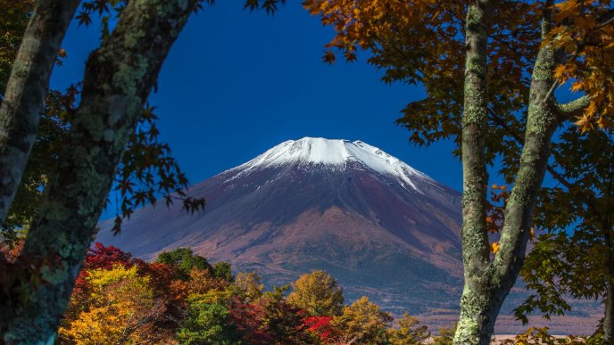 White mountain top Fuji and colorful forest