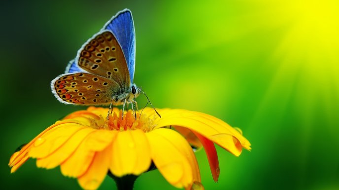 A beautiful brown and blue butterfly on a yellow flower