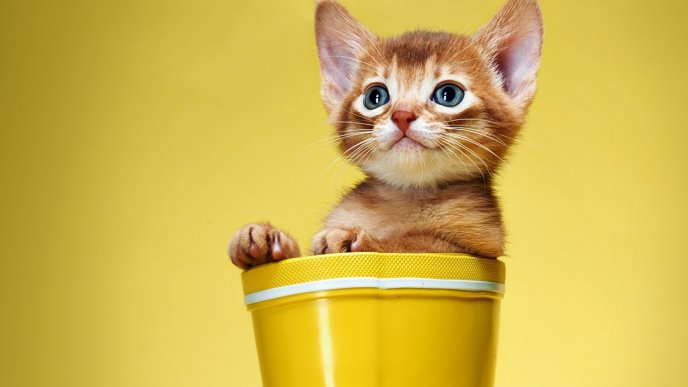A sweet brown kitty in a yellow pot