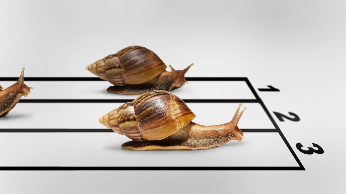Snails race image - Funny wallpaper