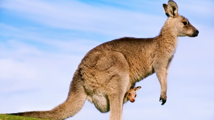 A brown kangaroo with her baby