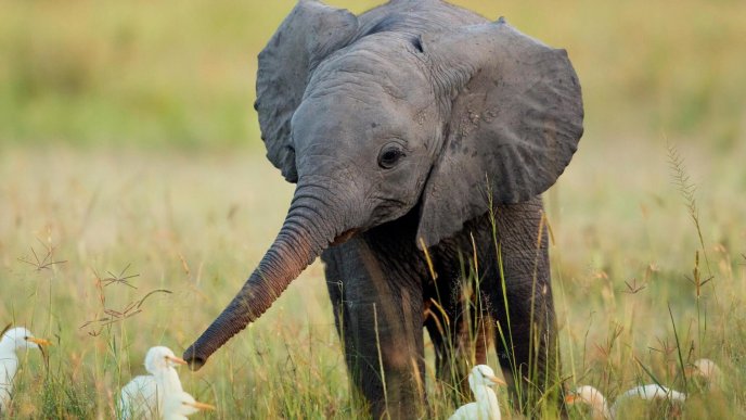 A cute little elephant and many white birds in grass