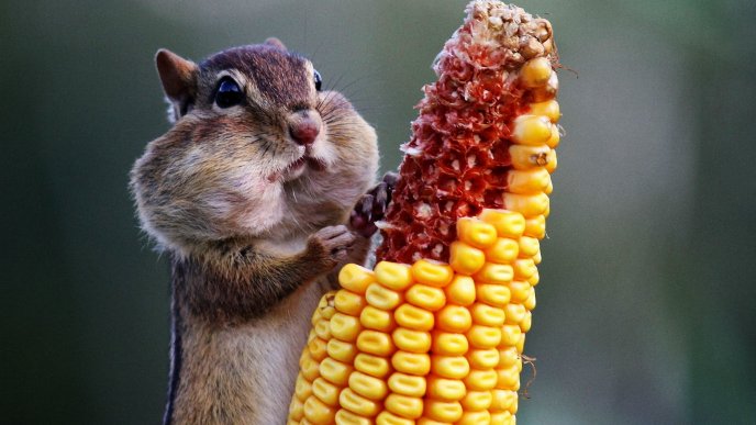 A cute chipmunk eats the corn - Animal wallpaper