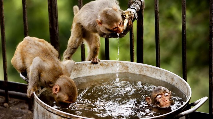 Three little monkeys at water - Cute animals