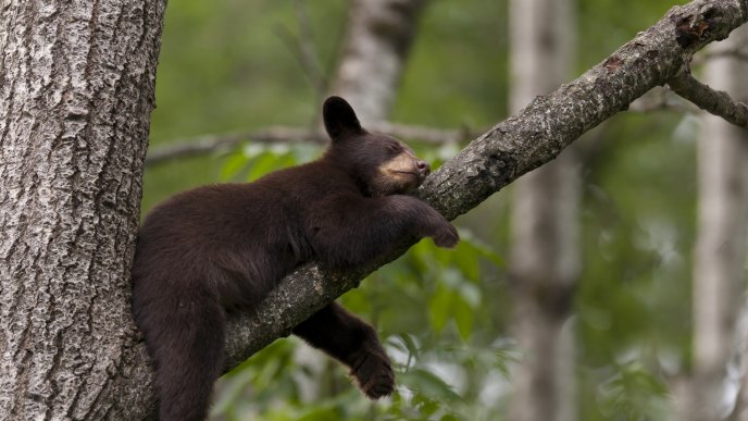 Sweet little black bear sleeps on a branch
