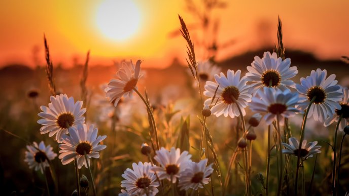 Field with white flowers in the sunset