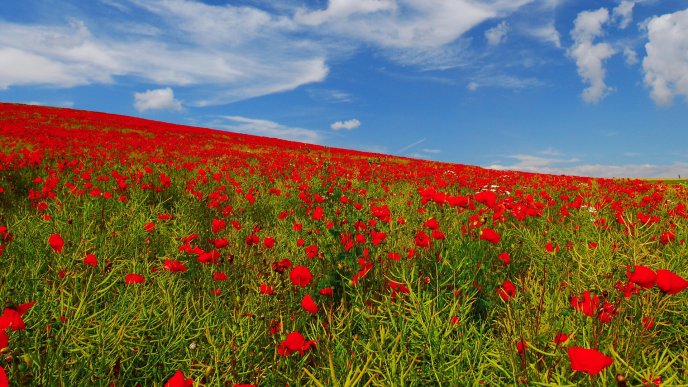A field with red poppies - Beautiful landscape