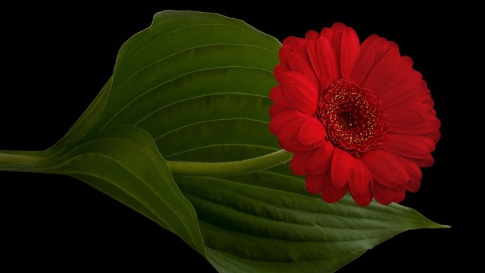 Red Gerbera Flower on a black background