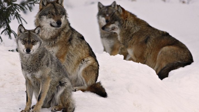 Many wolf in snow - Wild animals wallpaper