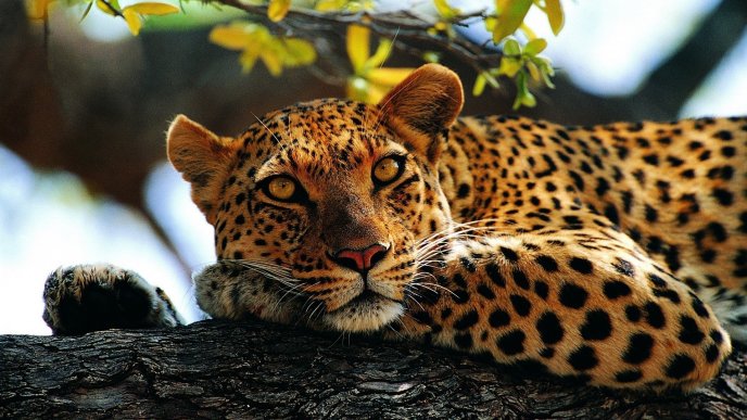 Calm leopard on a wood - Wild animal