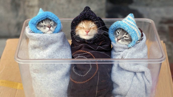 Three kittens with children hat - Funny wallpaper