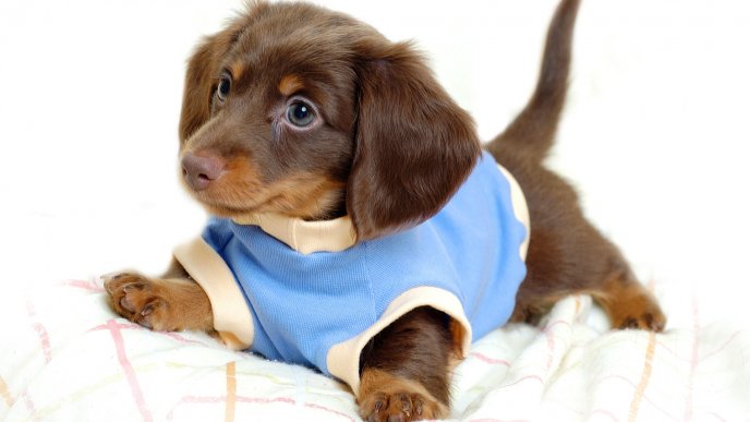 A sweet brown puppy with blue blouse