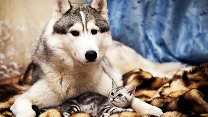A husky dog and a gray cat are friends