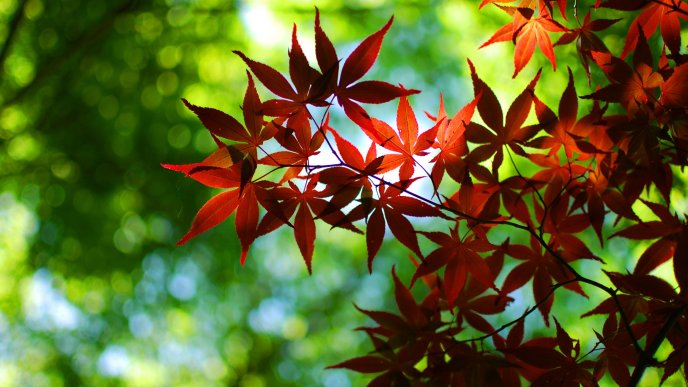 Branches with red leaves - HD wallpaper