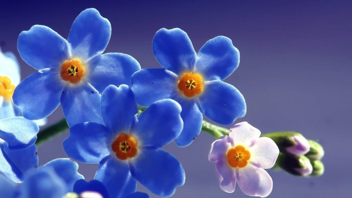 Beautiful blue flowers on a branch