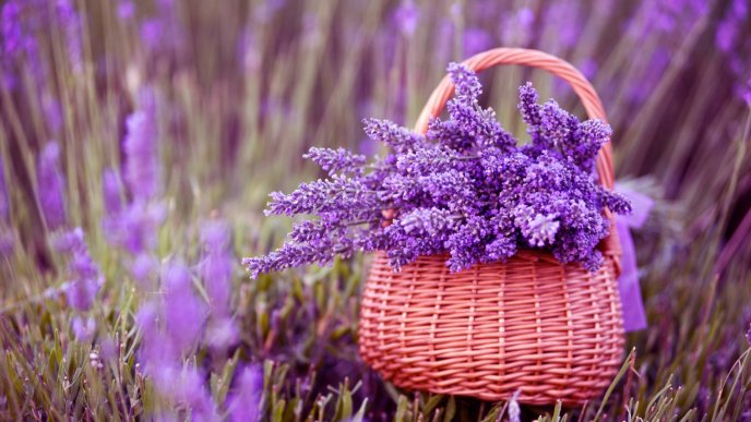 A beautiful bouquet of lavender in a basket
