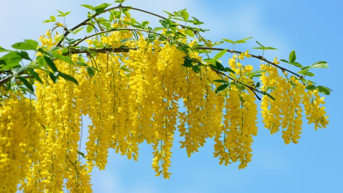 Branch with yellow acacia flowers