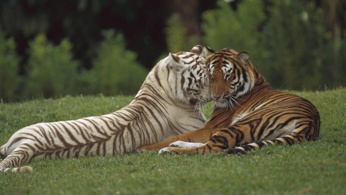 Brown and white tigers on grass - Tigers in love