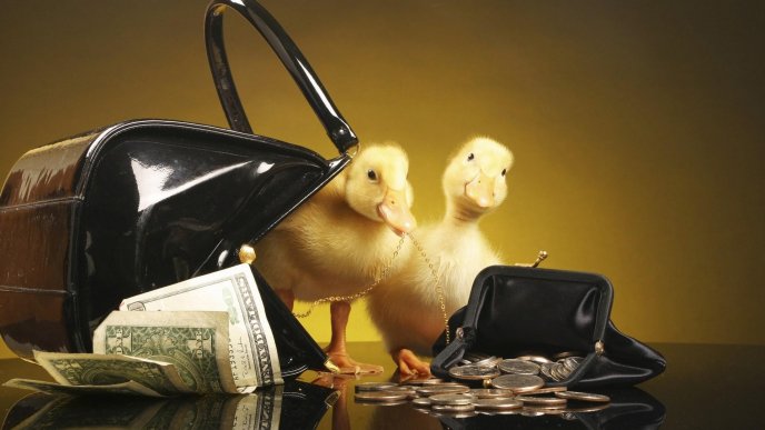 Ducks in the purse between money