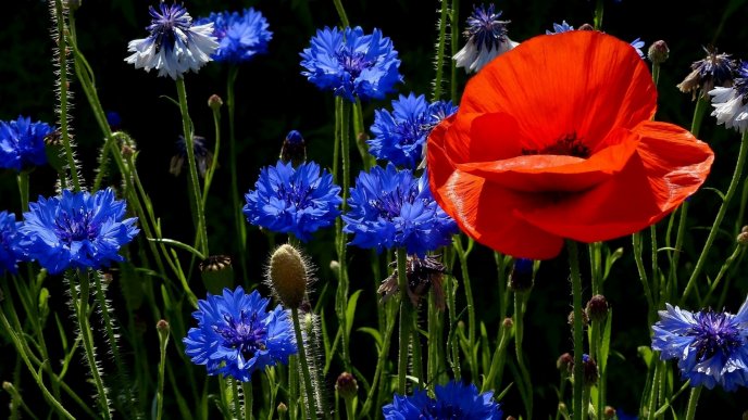 Red poppy and many blue cornflowers