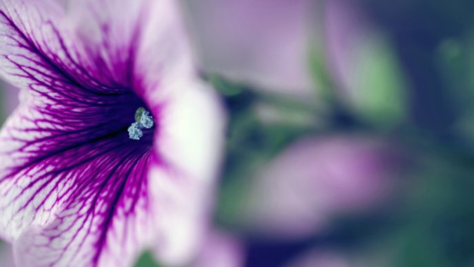 Beautiful white and purple petunia flower