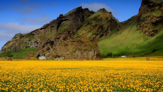 A field of yellow flowers - Beautiful landscape