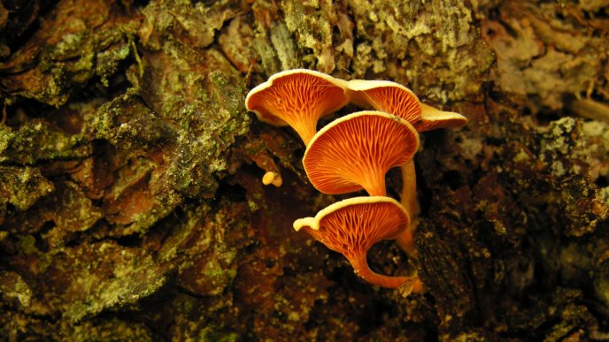 Orange mushrooms on the tree bark