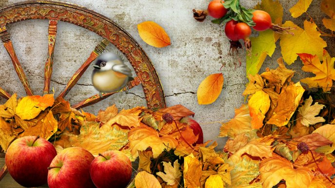 Apple harvest - autumn the season of fruits