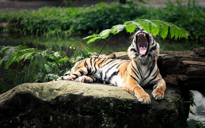 A tiger yawning on a rock in forest