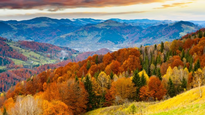 Colorful forest on mountain - Autumn landscape