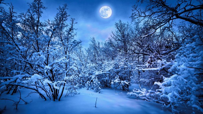 Blue winter night in the forest - Big moon