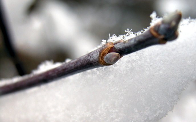 Frozen branches - cold winter season