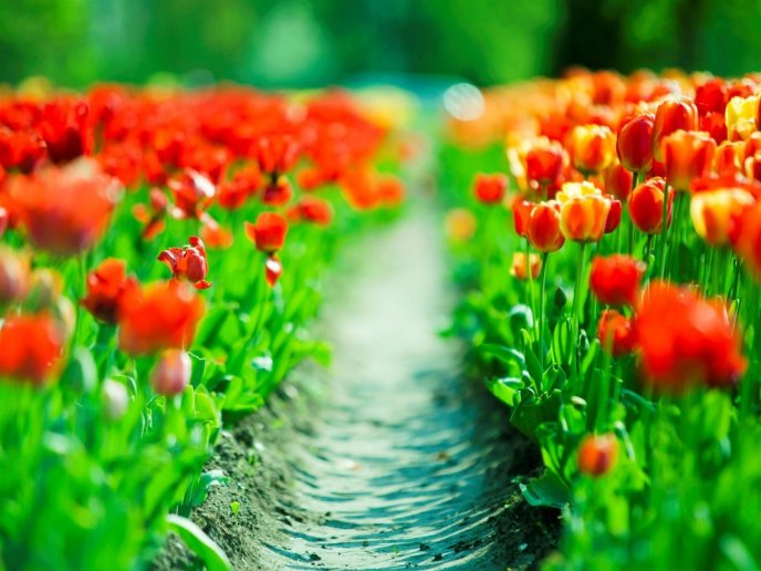 Path through the wonderful red tulips - HD spring wallpaper