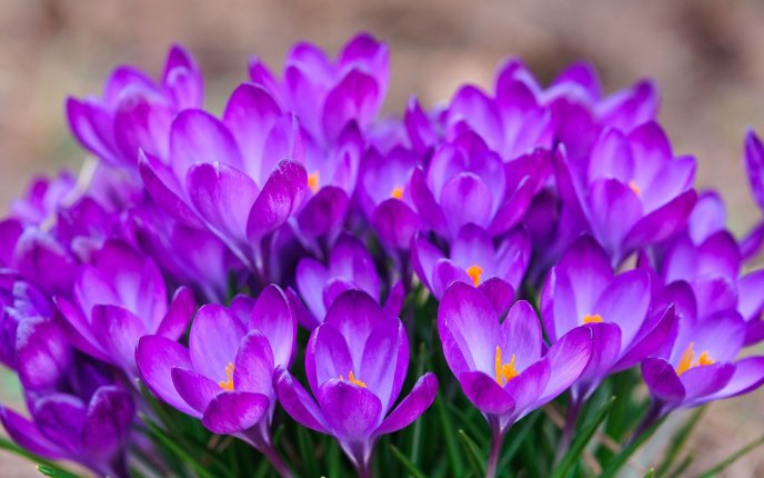 Bunch crocuses - wonderful spring flowers