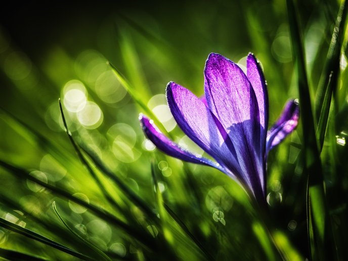 Spring sunshine and a beautiful crocus flower